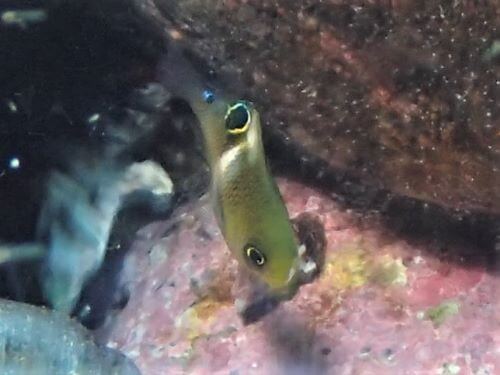 ハクセンスズメダイの幼魚・東伊豆伊豆海洋公園｜ダイビングショップアリエス