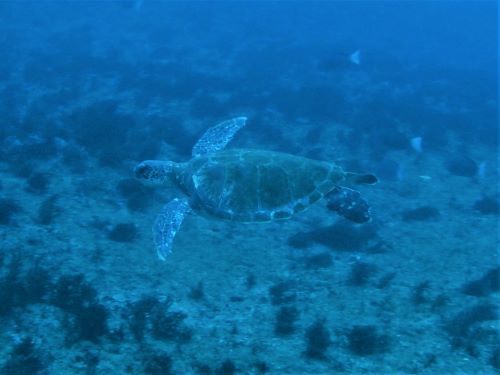 アオウミガメ・千葉県西川名｜ダイビングショップアリエス