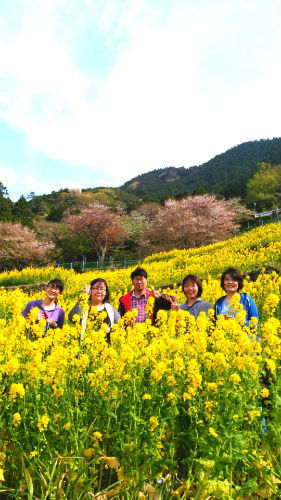 西伊豆のダイビングポイント黄金崎の菜の花畑