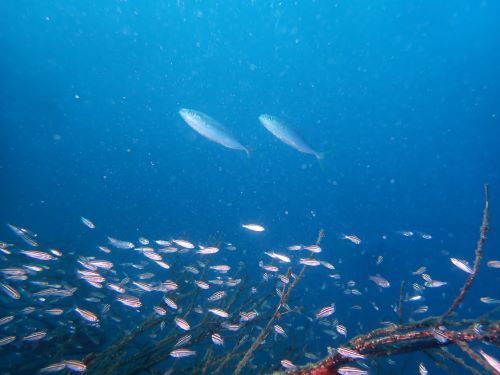 イナダ＠富戸生物図鑑（東伊豆）｜ダイビングショップアリエス