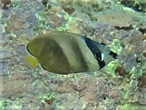 ミゾレチョウチョウウオの幼魚・東伊豆富戸｜ダイビングショップアリエス