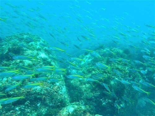 タカベ・東伊豆伊豆海洋公園（IOP)｜ダイビングショップアリエス