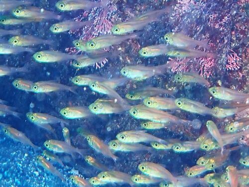 キンメモドキ＠東伊豆・八幡野｜ダイビングショップアリエス