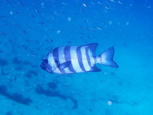 イシダイの若魚＠富戸生物図鑑（東伊豆）｜ダイビングショップアリエス