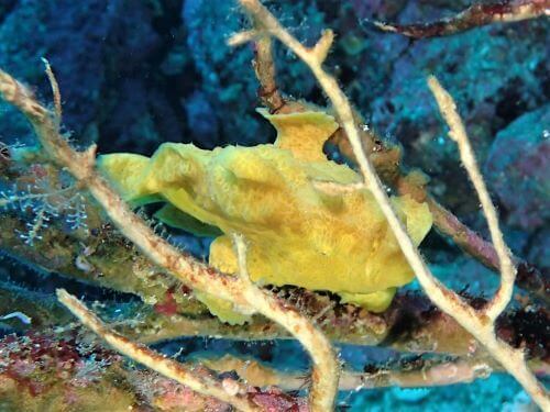 オオモンカエルアンコウの幼魚・東伊豆伊豆海洋公園（IOP)｜ダイビングショップアリエス