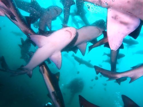 下からサメを見ると、こんな感じになる＠千葉県・伊戸｜ダイビングショップアリエス