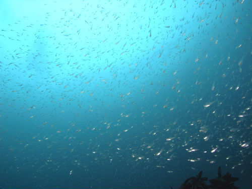 東伊豆IOPのファンダイビング、漁礁の上のイシモチの大群