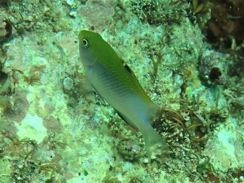セダカスズメダイの幼魚・東伊豆伊豆海洋公園（IOP)｜ダイビングショップアリエス
