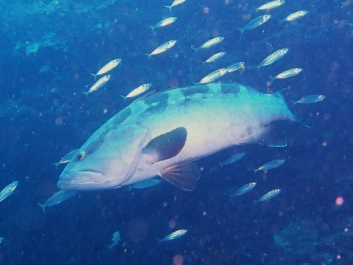 クエ120ｃｍ＠千葉県・西川名｜ダイビングショップアリエス