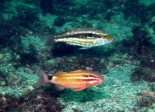 東伊豆富戸のファンダイブで見たホウライヒメジと謎の魚