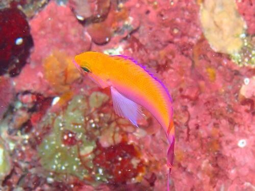 フタイロハナゴイの若魚＠富戸生物図鑑（東伊豆）｜ダイビングショップアリエス