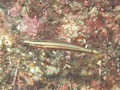 シロタスキベラの幼魚・東伊豆富戸｜ダイビングショップアリエス