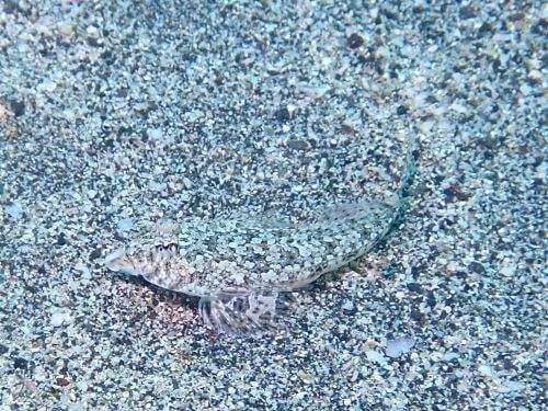 トビヌメリ＠富戸生物図鑑（東伊豆）｜ダイビングショップアリエス