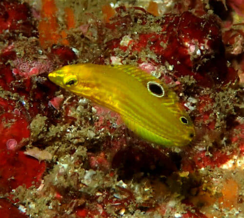 コガネキュウセンの幼魚・西伊豆田子｜ダイビングショップアリエス