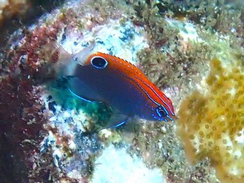 メガネスズメダイの幼魚＠柏島生物図鑑（高知県）｜ダイビングショップアリエス