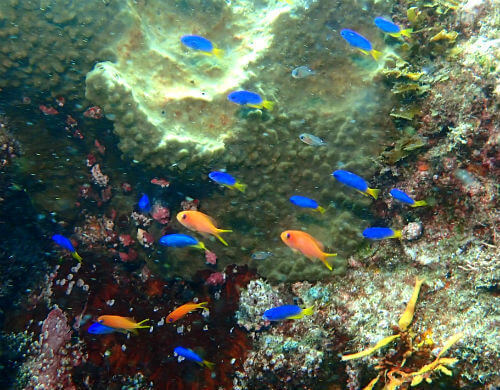 東伊豆富戸のソラスズメダイとキンギョハナダイの幼魚｜ダイビングショップアリエス