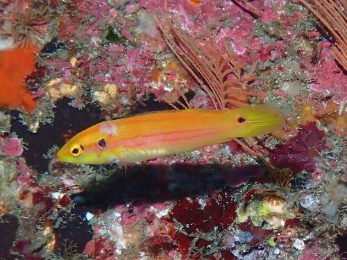 フタホシキツネベラの若魚@伊豆海洋公園生物図鑑（IOP）｜ダイビングショップアリエス