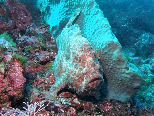 オオモンカエルアンコウ・東伊豆伊豆海洋公園｜ダイビングショップアリエス