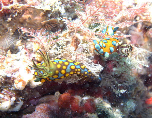 田子のサガミとスルガリュウグウウミウシ