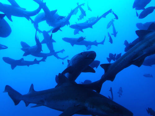 300匹のサメが乱舞！伊戸｜ダイビングショップアリエス