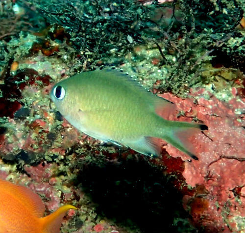 ササスズメダイ・東伊豆富戸｜ダイビングショップアリエス