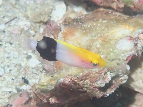 キツネベラの幼魚＠柏島生物図鑑（高知県）｜ダイビングショップアリエス