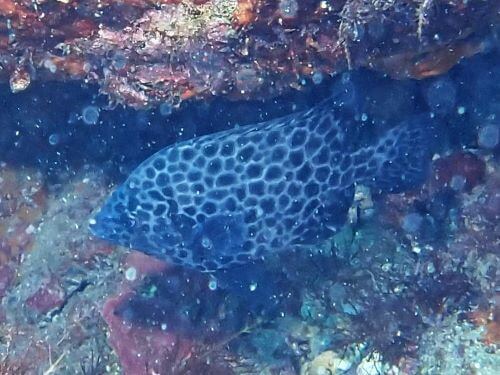 イシガキダイの若魚＠東伊豆・富戸｜ダイビングショップアリエス