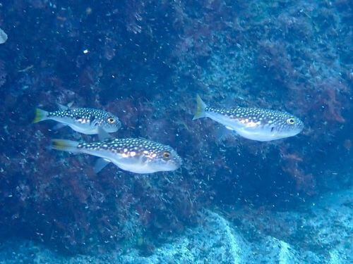 クサフグ＠東伊豆・八幡野｜ダイビングショップアリエス