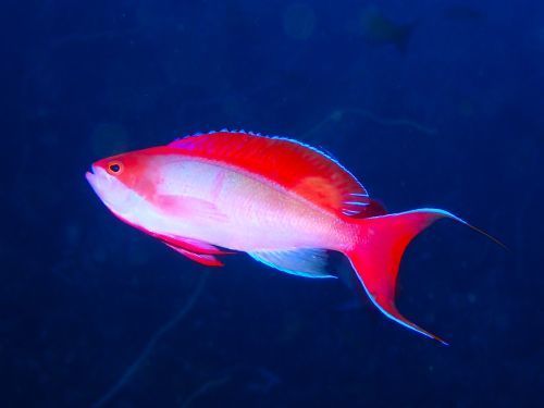 カシワハナダイのオス＠大瀬崎生物図鑑（西伊豆）｜ダイビングショップアリエス