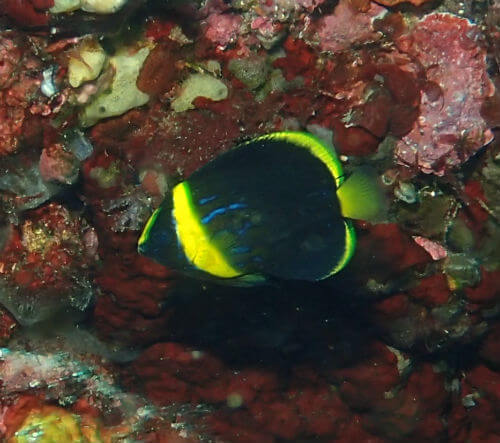 キンチャクダイの幼魚・東伊豆八幡野｜ダイビングショップアリエス