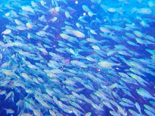 キンメモドキ＠西川名フォトギャラリー（千葉県）｜ダイビングショップアリエス