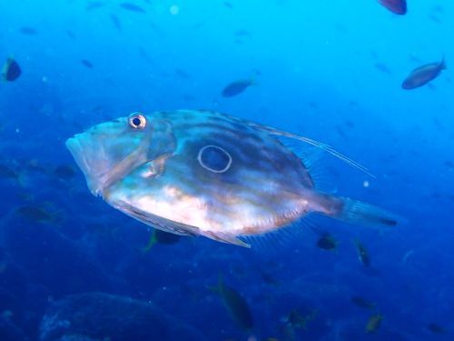 マトウダイ＠西伊豆・大瀬崎｜ダイビングショップアリエス