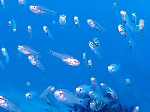 クロホシイシモチの幼魚＠八幡野生物図鑑（東伊豆）｜ダイビングショップアリエス