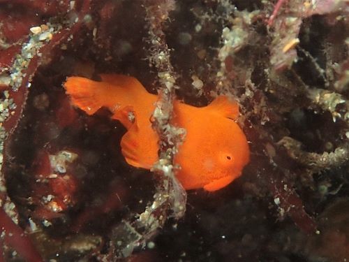 イロカエルアンコウの幼魚・西伊豆黄金崎｜ダイビングショップアリエス