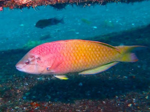 アカササノハベラのオス＠大瀬崎生物図鑑（西伊豆）｜ダイビングショップアリエス