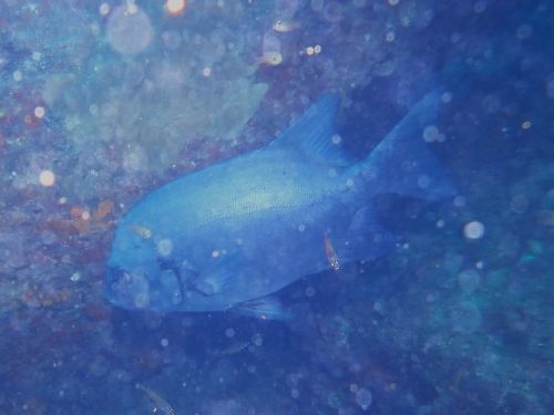 イシダイ＠西伊豆・雲見｜ダイビングショップアリエス