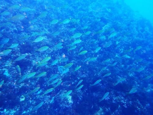 アイゴの群れ＠東伊豆・八幡野｜ダイビングショップアリエス