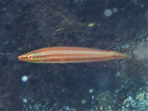 シロタスキベラの幼魚・伊豆海洋公園（IOP)｜ダイビングショップアリエス