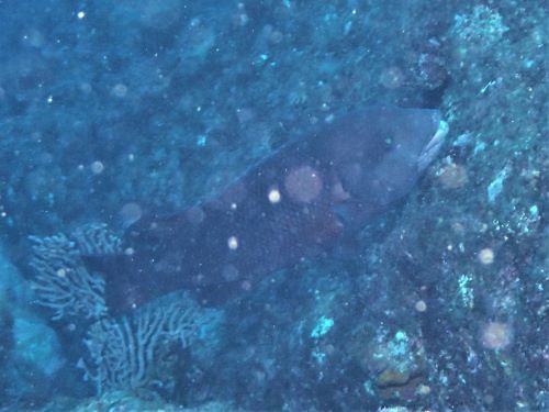 コブダイの若魚・西伊豆田子｜ダイビングショップアリエス