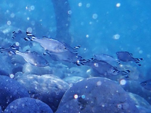 ギンユゴイ＠西伊豆・井田｜ダイビングショップアリエス