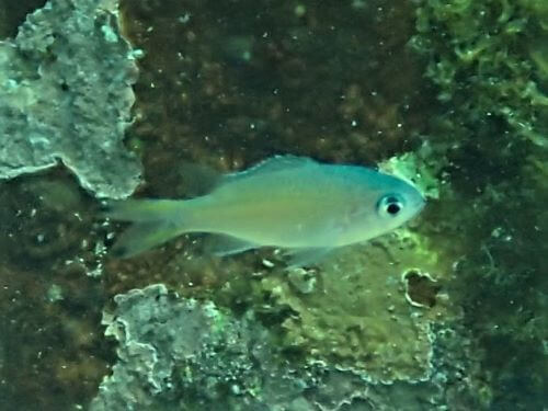 タカサゴスズメダイの幼魚・東伊豆伊豆海洋公園（IOP)｜ダイビングショップアリエス