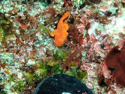 イロカエルアンコウの幼魚・伊豆海洋公園（IOP)|ダイビングショップアリエス