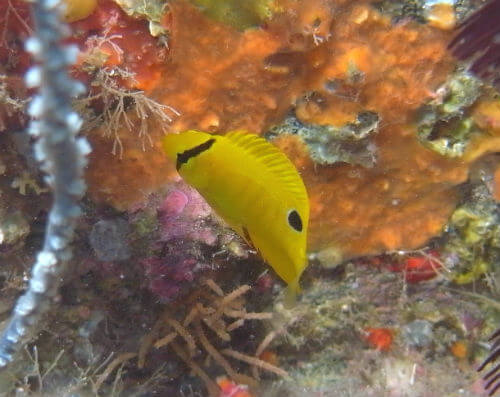 シテンヤッコの幼魚・西伊豆井田|ダイビングショップアリエス