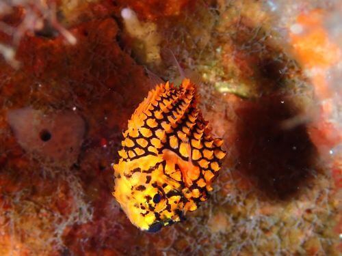 マツカサウオ＠大瀬崎生物図鑑（西伊豆）｜ダイビングショップアリエス