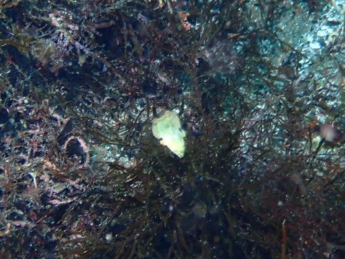 ブチススキベラの幼魚＠八幡野生物図鑑（東伊豆）｜ダイビングショップアリエス