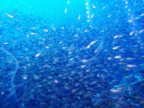 キンメモドキ＠千葉県・伊戸｜ダイビングショップアリエス