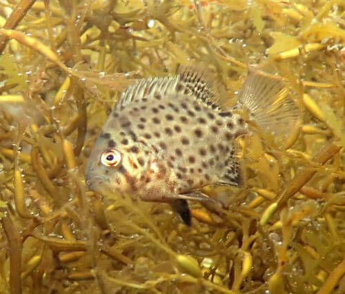 イシガキダイの幼魚・小田原福浦｜ダイビングショップアリエス