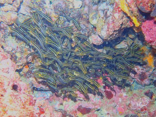 ゴンズイ＠東伊豆・富戸｜ダイビングショップアリエス