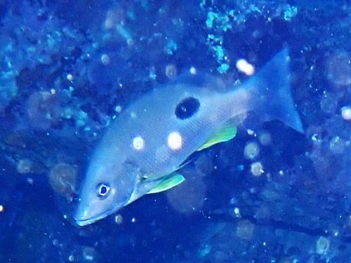 クロホシフエダイ＠富戸生物図鑑（東伊豆）｜ダイビングショップアリエス