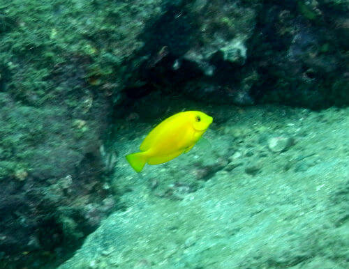 モンツキハギの幼魚・小田原福浦｜ダイビングショップアリエス